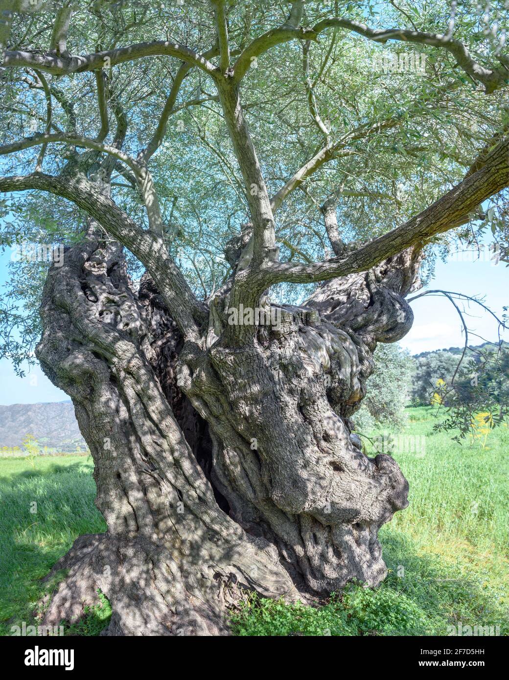 Ancient olive tree with cracked and deformed trunk in Lefkara, Cyprus Stock Photo