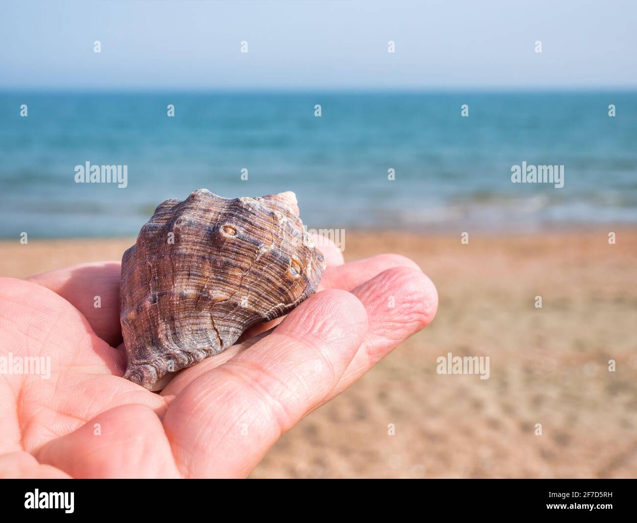 Holding a clam hi-res stock photography and images - Alamy