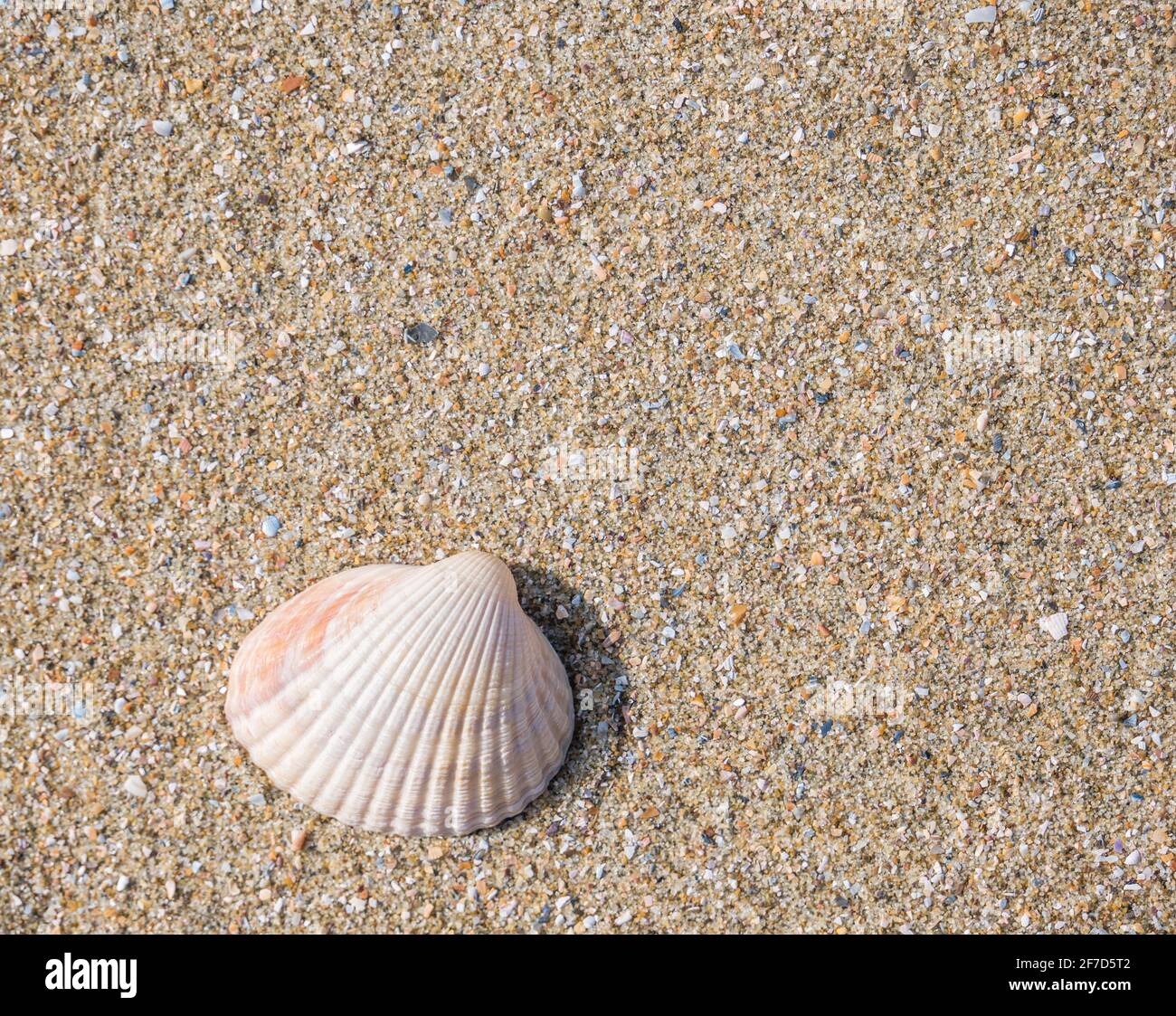 Small seashell cockle on the beach in the sand Stock Photo Alamy