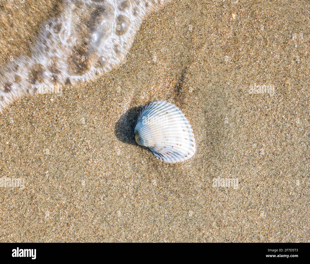 Small seashell cockle on the beach in the sand Stock Photo Alamy