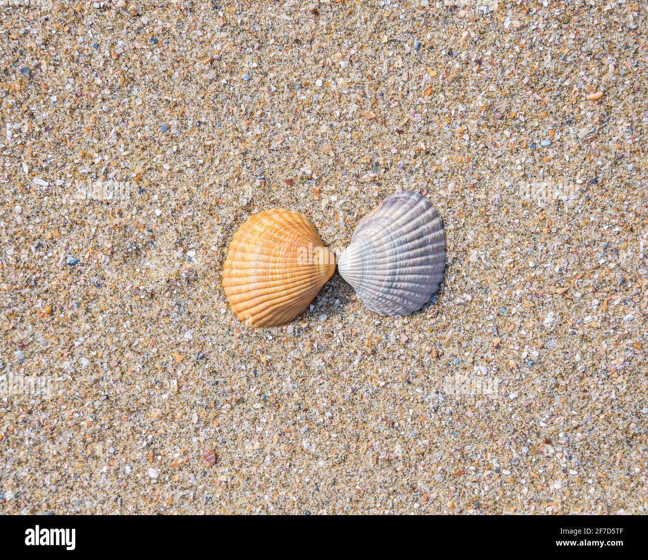 Two small seashell cockle on the beach in the sand Stock Photo Alamy