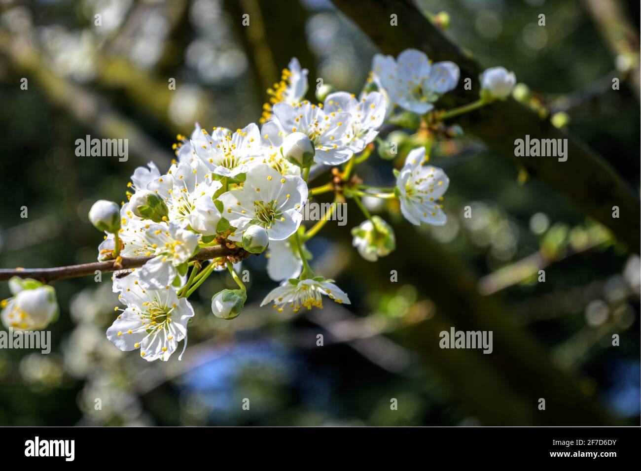 Plum garden in full bloom hi-res stock photography and images - Alamy