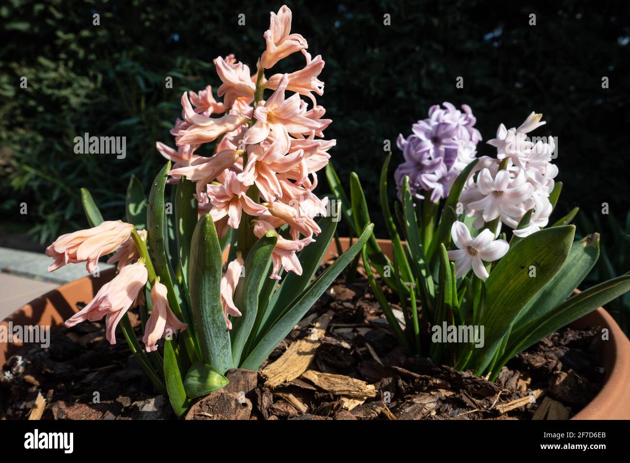 Hyacinthus is a genus of plants from the Asparagaceae family, photographed in a private Italian garden.The flower is native to the Eastern Mediterrane Stock Photo