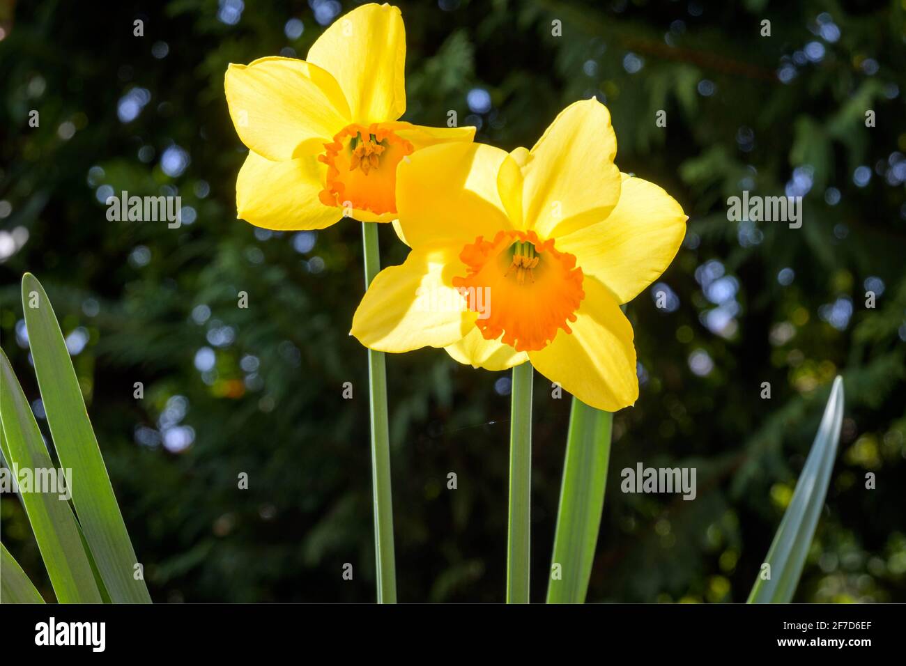 Narcissus L. is a genus of bulb plants of the Amaryllidaceae family native to Europe. Photo taken in an Italian garden.Asti, Piedmont. Stock Photo