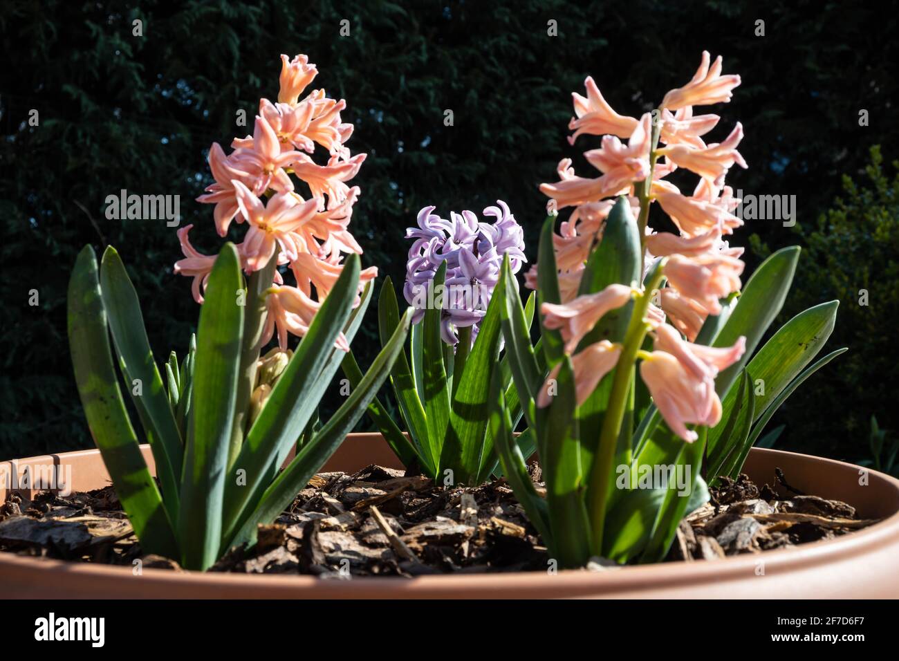 Hyacinthus is a genus of plants from the Asparagaceae family, photographed in a private Italian garden.The flower is native to the Eastern Mediterrane Stock Photo