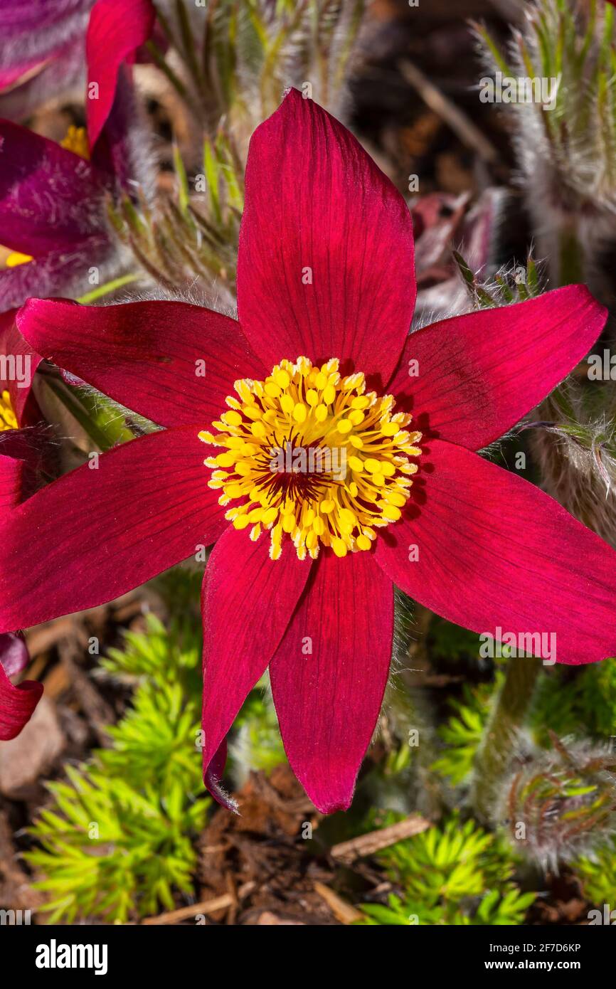 Pulsatilla vulgaris 'Pinwheel Dark Red Shades' a spring flowering plant commonly known as Pasque flower which is in blossom during March and April, st Stock Photo