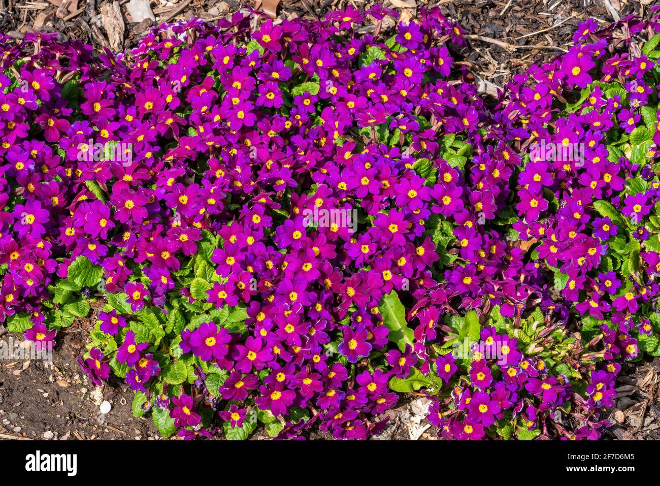 Primrose 'Wanda' (primula x pruhonicensis) a spring flowering plant with a red to purple springtime flower between February and May, stock photo image Stock Photo