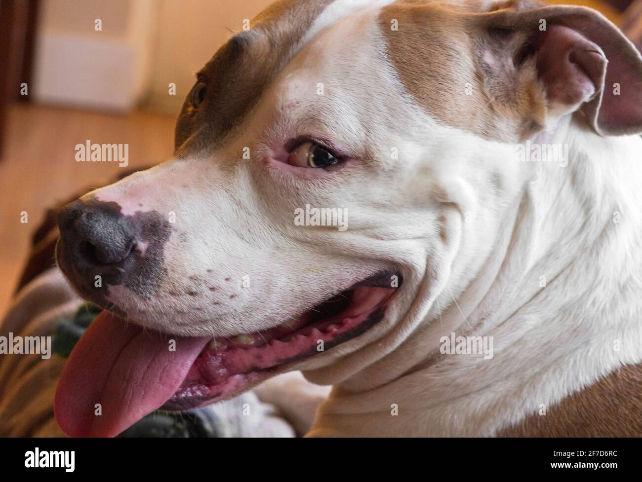 A mixed breed dog (American Staffordshire Pit Bull Terrier and American Pit Bull Terrier) (Canis lupus familiaris) looks happy, smiling Stock Photo