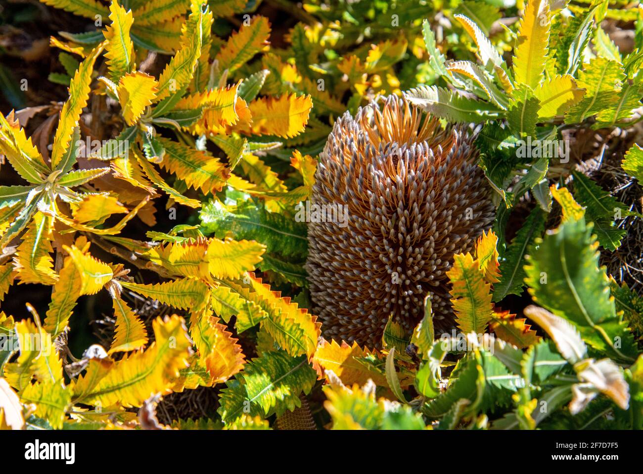 Beautiful flower at the botanic garden of Wellington, New Zealand Stock