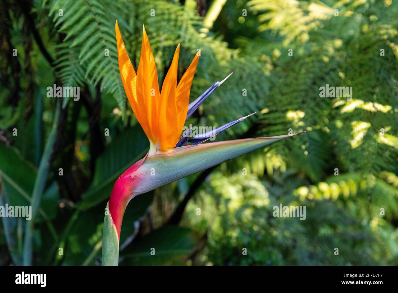Beautiful flower at the botanic garden of Wellington, New Zealand Stock