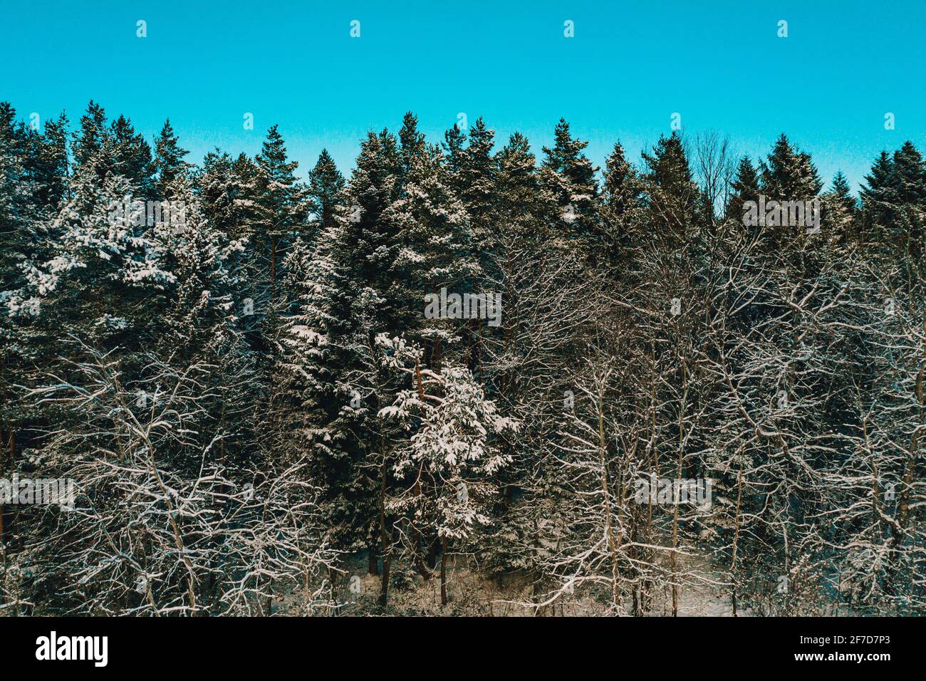 Winter in the woods, the trees are covered with white