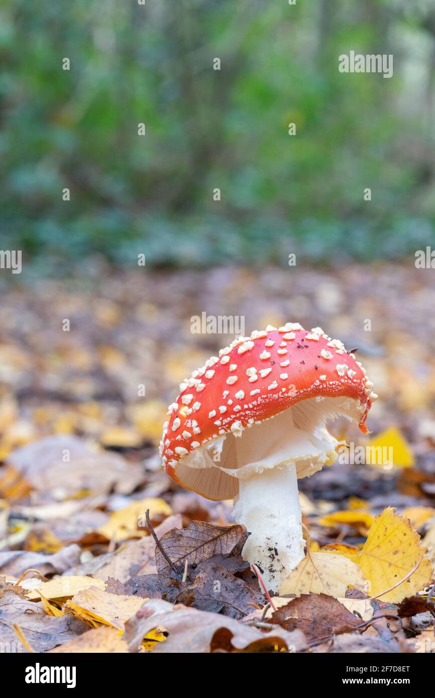 A fly agaric on Southampton Common Stock Photo Alamy