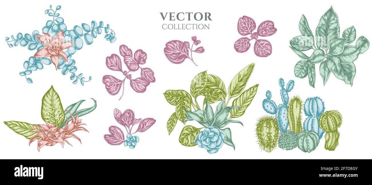 Flower bouquet of pastel ficus, iresine, kalanchoe, calathea, guzmania, cactus Stock Vector