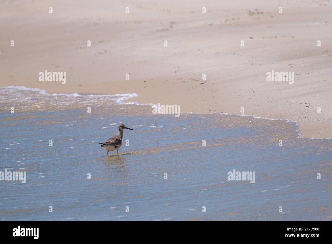 Gulf of mexico coastal birds hi-res stock photography and images - Alamy