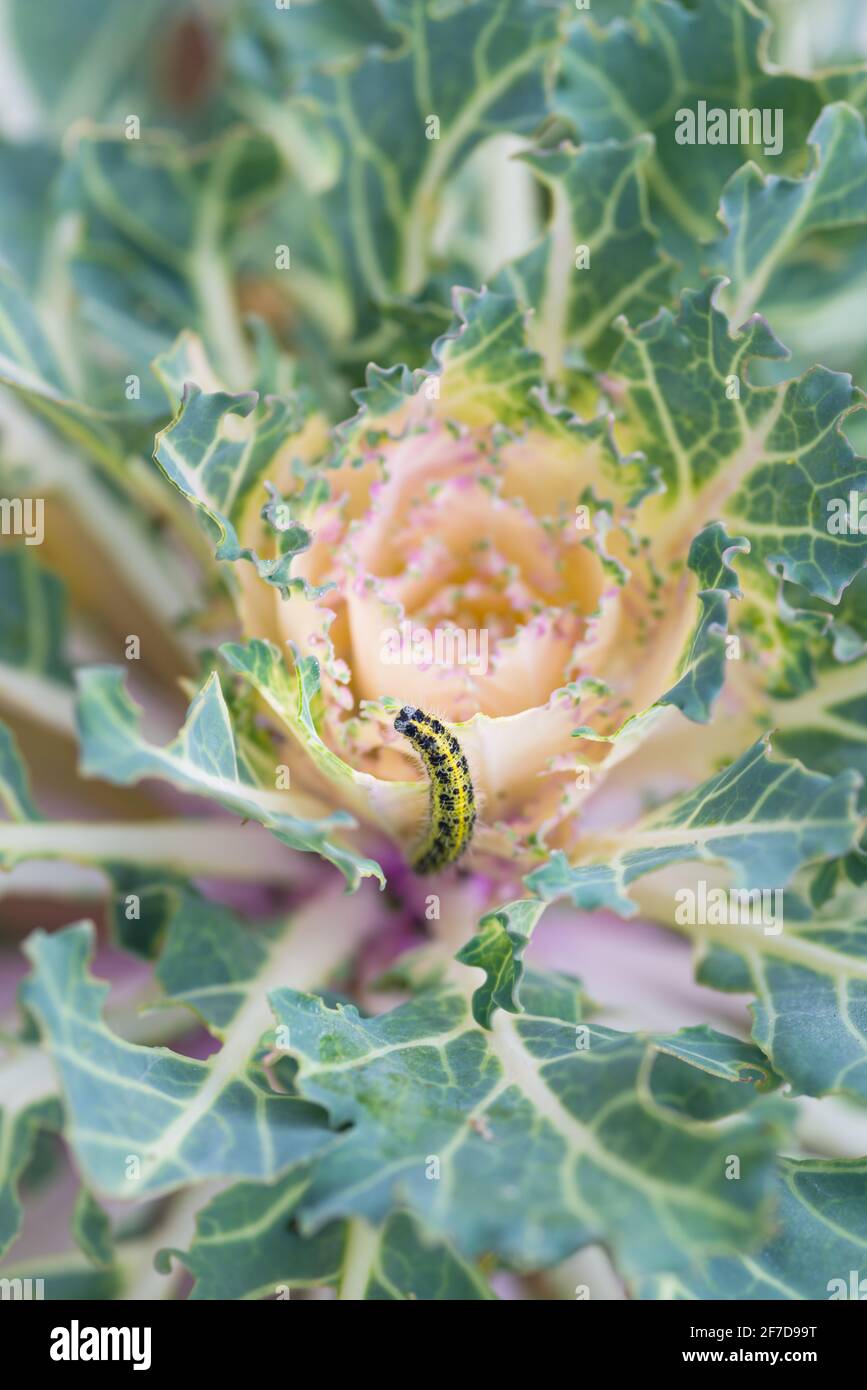 Ornamental Kale Head Damaged By Larva Of Cabbage White Butterfly 
