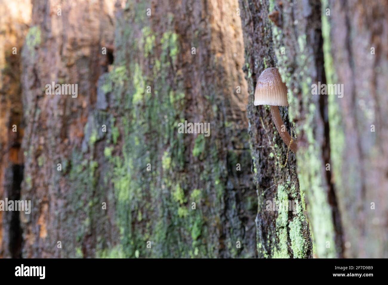 A tiny mushroom on a tree on Southampton Common Stock Photo