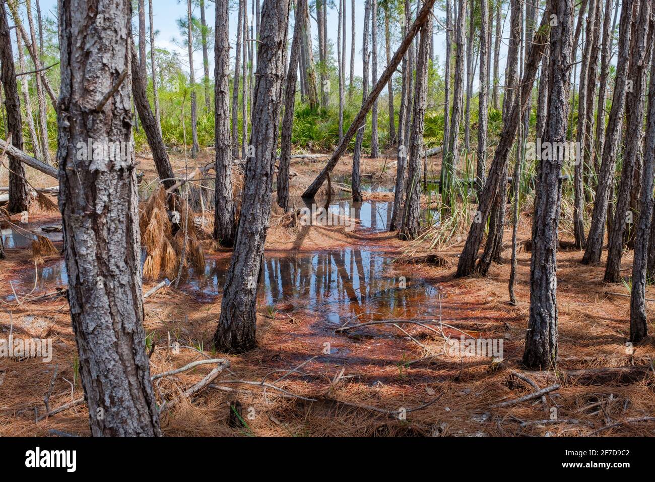 Pine forest swamp in Bon Secour National Wildlife Refuge in Gulf Shores, Alabama, USA Stock Photo