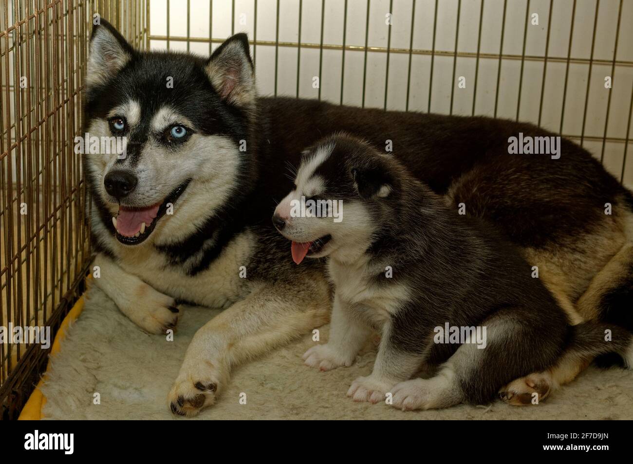 Siberian Husky bitch with puppies in whelping crate Stock Photo Alamy