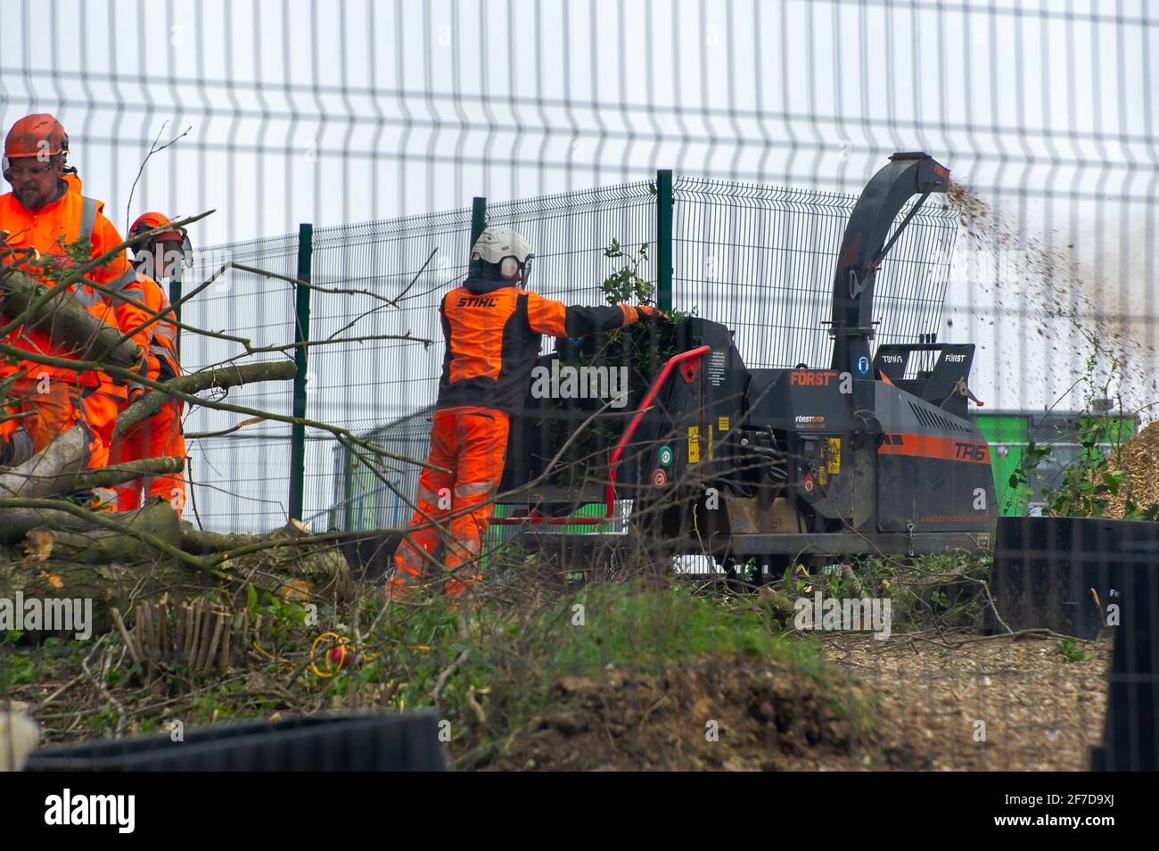 Aylesbury Vale, UK. 6th April, 2021. HS2 have started felling the much loved Jones Hill Wood today and were putting tree limbs and all their inhabitants straight through wood chippers today.  Local children's author Roald Dahl is said to have got his inspiration for the children's novel, The Fantastic Mr Fox by walking in this ancient woodland. Environmentalists are furious that Natural England have granted the licence to HS2 to fell the woodland despite there being rare barbastelle bats living in the woods. The controversial and massively over budget High Speed 2 rail link from London to Birm Stock Photo