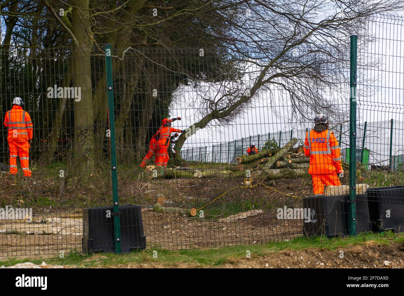 Aylesbury Vale, UK. 6th April, 2021. An HS2 tree feller punches the air and cheers as a tree crashes to the ground. HS2 have started felling the much loved Jones Hill Wood today and were putting tree limbs and all their inhabitants straight through wood chippers today.  Local children's author Roald Dahl is said to have got his inspiration for the children's novel, The Fantastic Mr Fox by walking in this ancient woodland. Environmentalists are furious that Natural England have granted the licence to HS2 to fell the woodland despite there being rare barbastelle bats living in the woods. The con Stock Photo