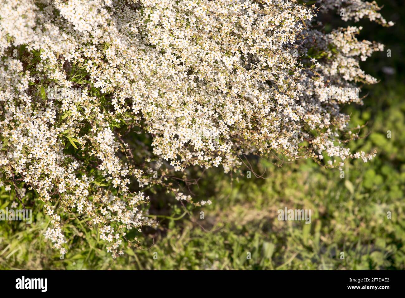 Blooming shrub, white tiny flowers with green grass background. Springtime in garden, floral background. Stock Photo