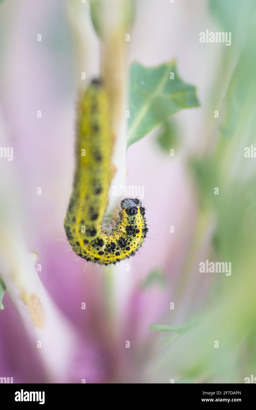 Macro detail of larva of Cabbage White butterfly (Pieris rapae) in nature with blurred background. Close-up of caterpillar - insect pest causing huge Stock Photo