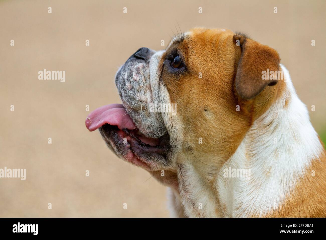 Bulldog with a muzzle that is a healthy length Stock Photo