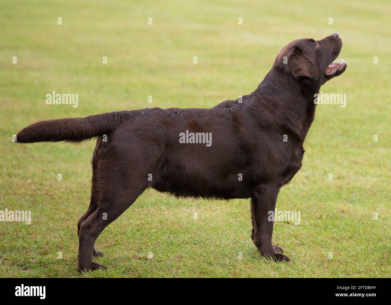 Overweight 2025 chocolate lab