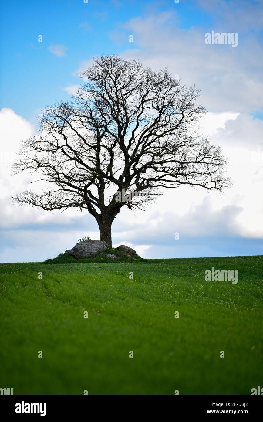 one tree without leaves and green grass and large stones stacked near the tree from the