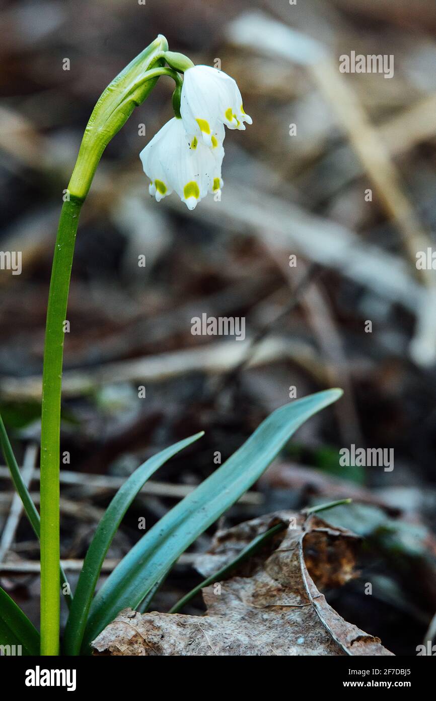 the first flowers in early spring. nature comes alive in the sun after ...