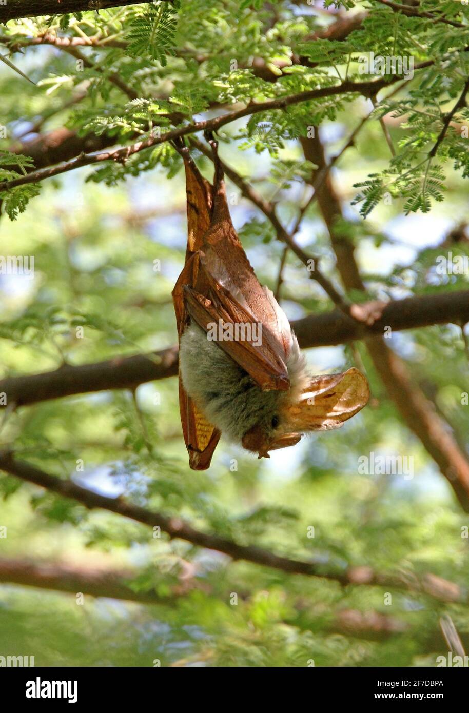 Yellow-winged Bat (Lavia frons rex) adult roosting in acacia tree Lake Baringo, Kenya         November Stock Photo