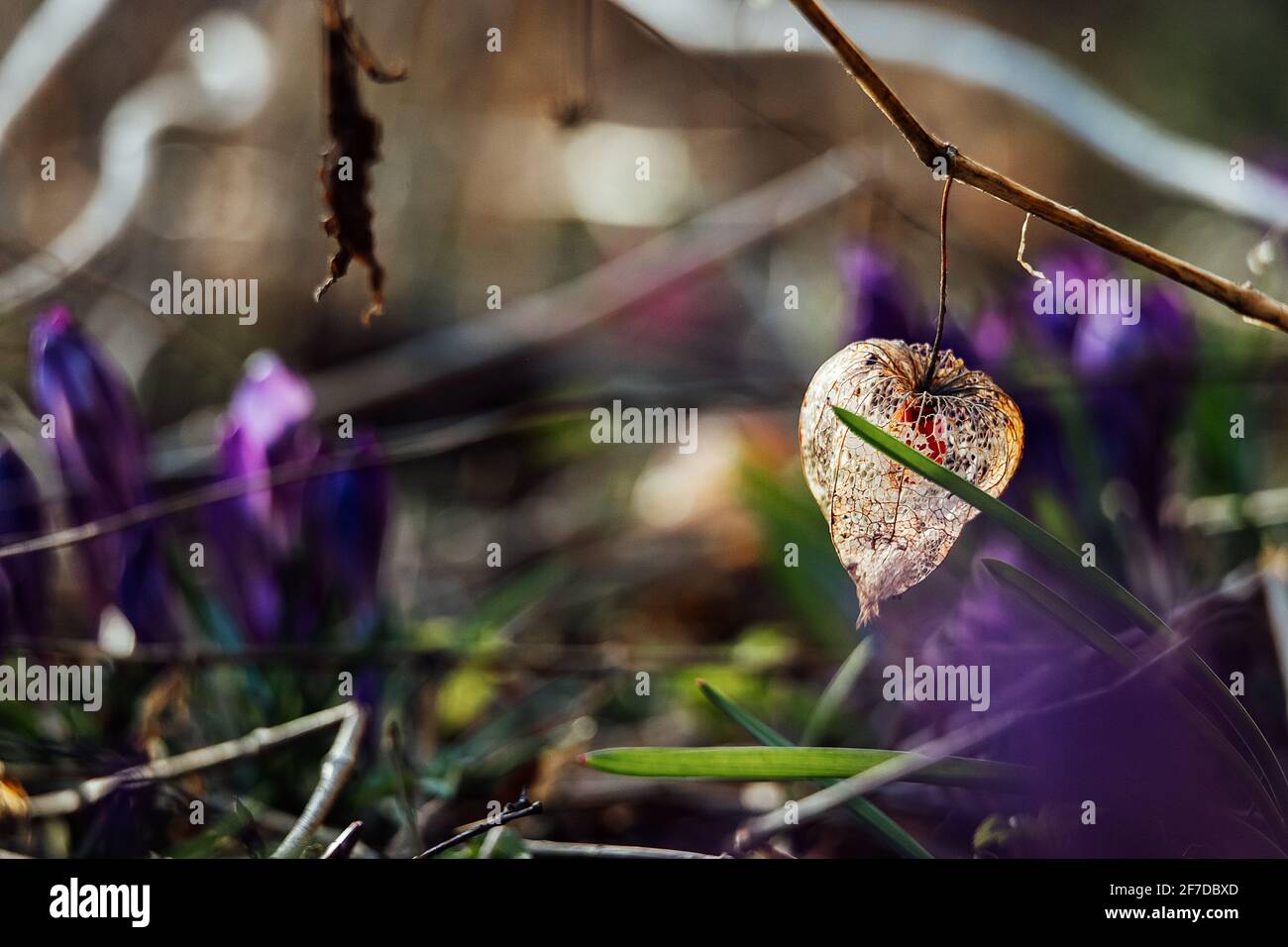 the first flowers in early spring. nature comes alive in the sun after ...