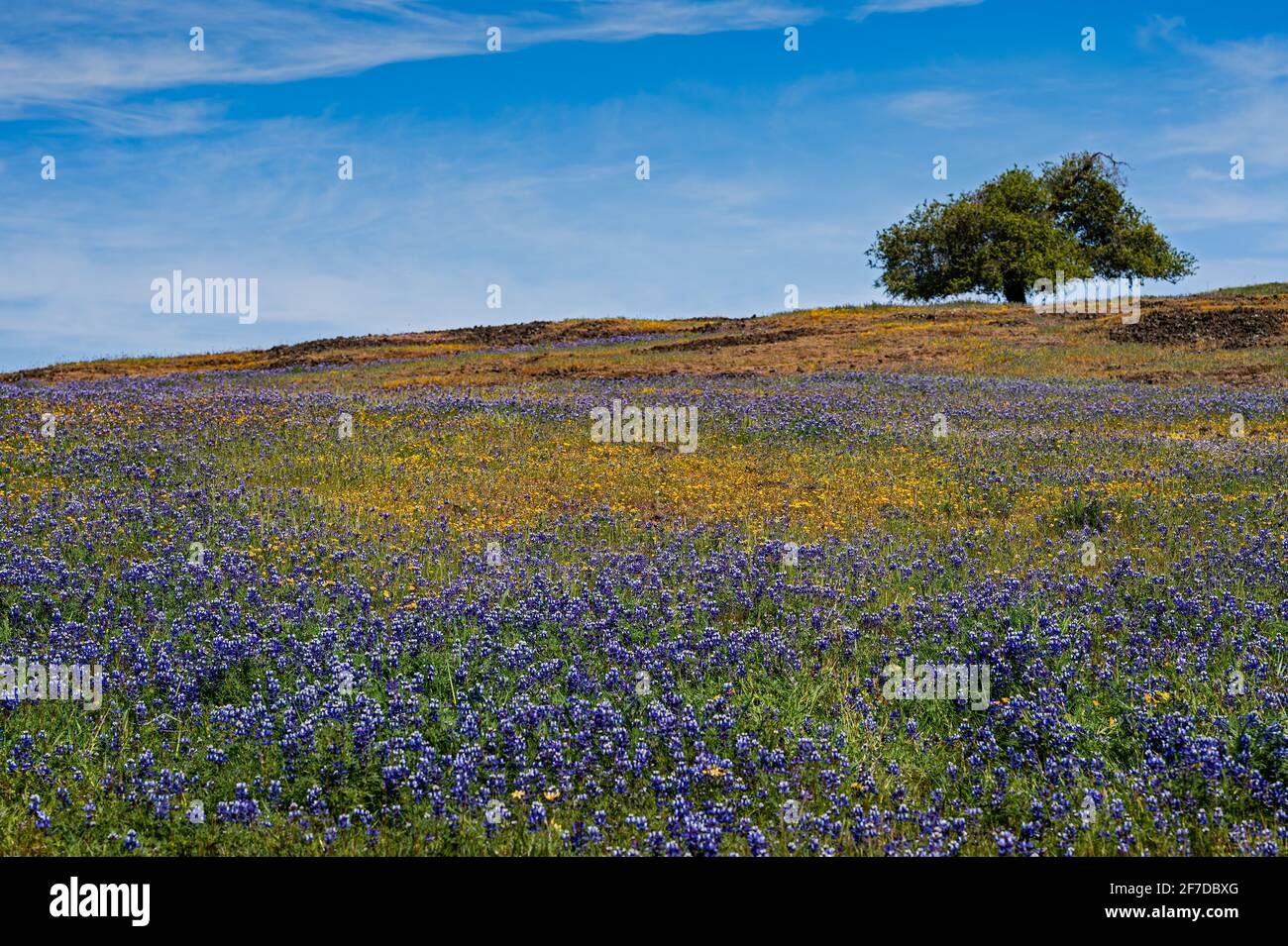North Table Mountain Super Bloom, Oroville, California Stock Photo