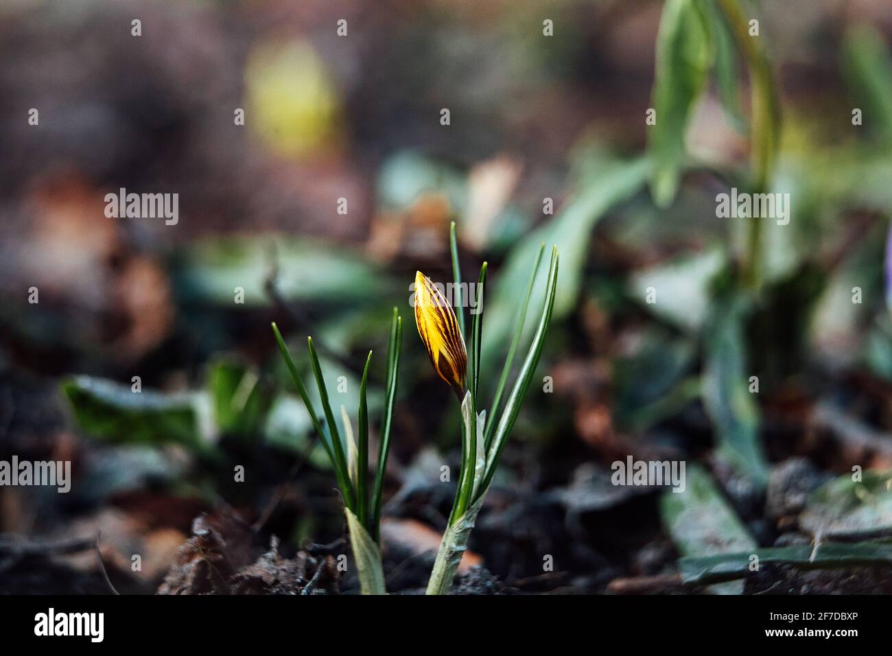 the first flowers in early spring. nature comes alive in the sun after ...