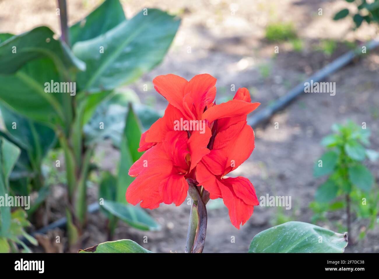 Canna indica, commonly known as Indian shot, African arrowroot, edible canna, purple arrowroot, Sierra Leone arrowroot, is a plant species in the fami Stock Photo
