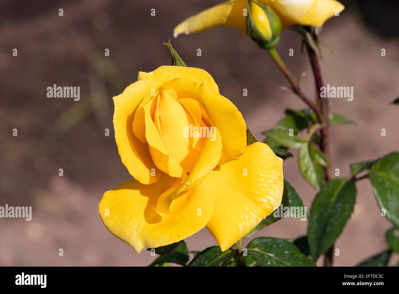 Yellow rose. The Rosa genus is made up of a well-known group of generally thorny and flowery shrubs, the main representatives of the Rosaceae family.T Stock Photo