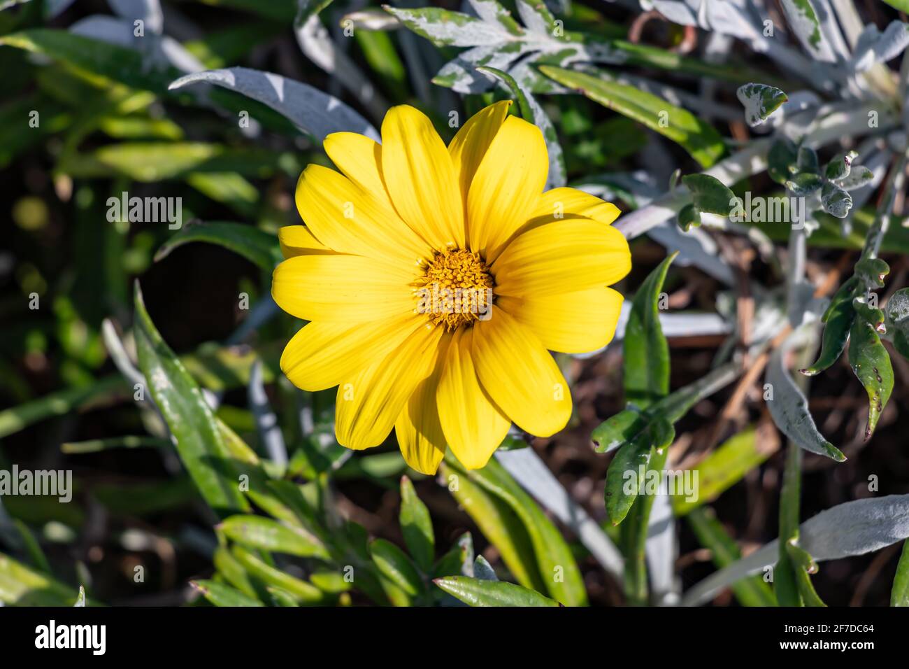 Yellow daisy, or Euryops pectinatus flowers, Also known as Gray-leaf or  Silver Star flowers. It is a species of shrub belonging to the Asteraceae fam Stock Photo
