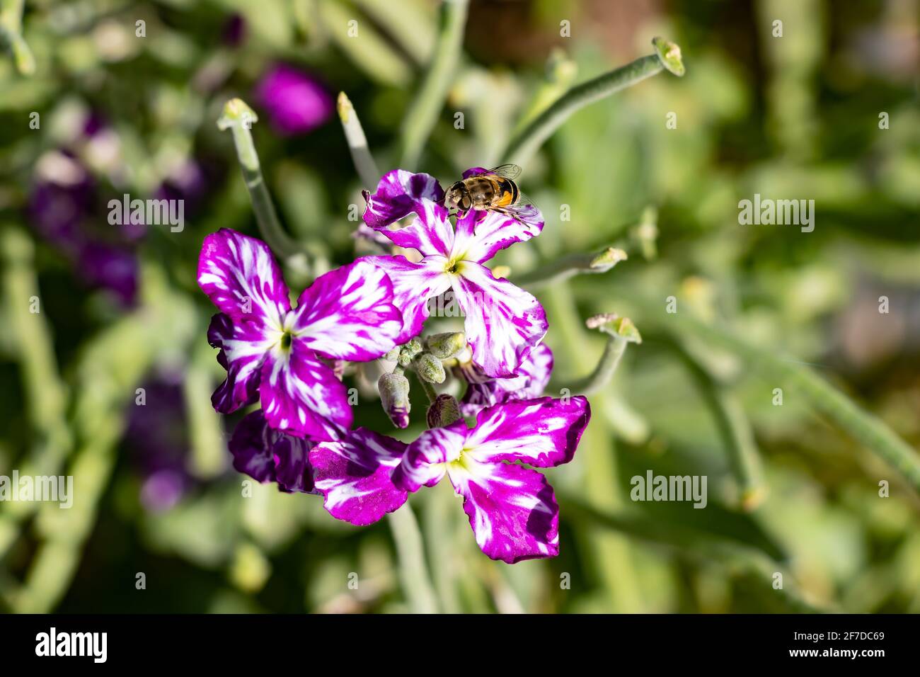 Matthiola incana known as Mathilda Lavender flower, Winter Wallflower, Incarnate Wallflower, Quarantine Wallflower, of the Cruciferae family, with a H Stock Photo