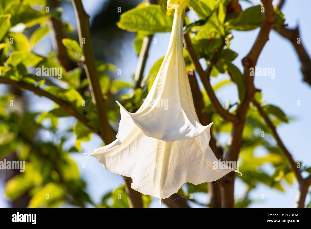 Detail of white blooming angel trumpet, Brugmansia suaveolens. Also known as Datura suaveolens, trumpeter or floripondio, it is a shrub belonging to t Stock Photo
