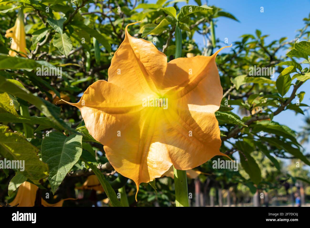 Detail of yellow blooming angel trumpet, Brugmansia suaveolens. Also known as Datura suaveolens, trumpeter or floripondio, it is a shrub belonging to Stock Photo