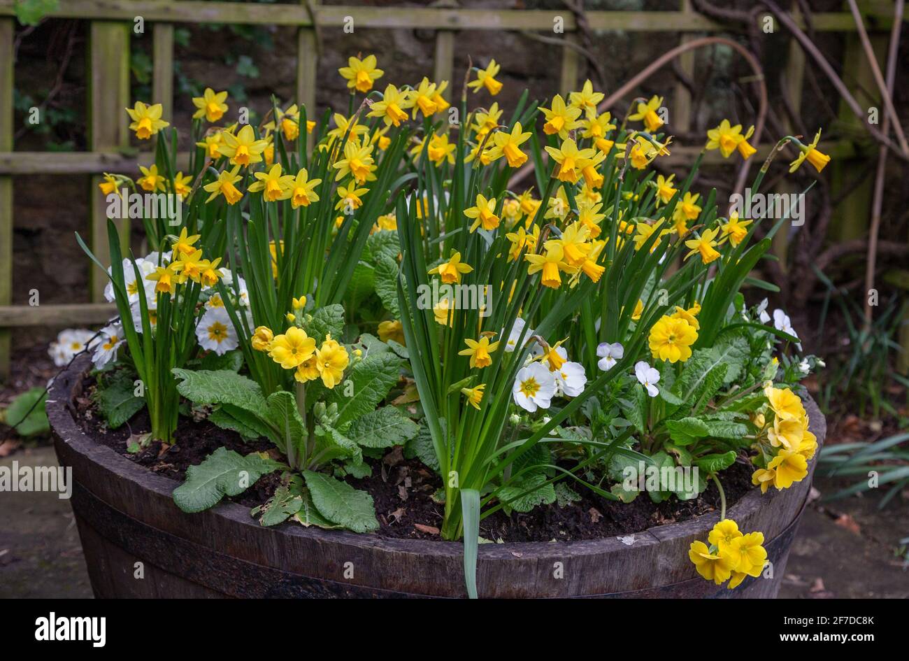 A wooden planter filled with spring flowers Stock Photo - Alamy