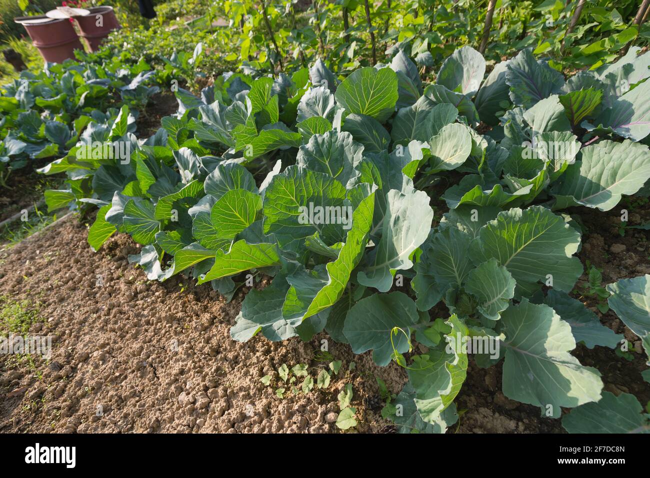 Fresh young heads of green cabbage (Brassica oleracea) with lots of ...