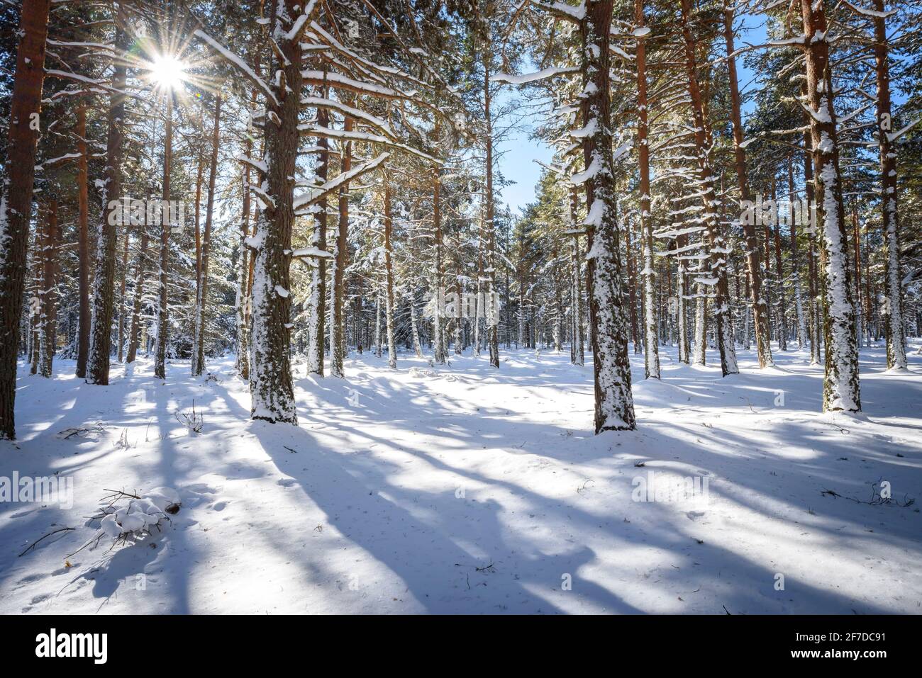 Bosque Nevado High Resolution Stock Photography And Images Alamy