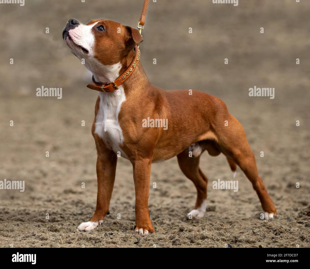 Staffordshire Bull Terrier Stock Photo