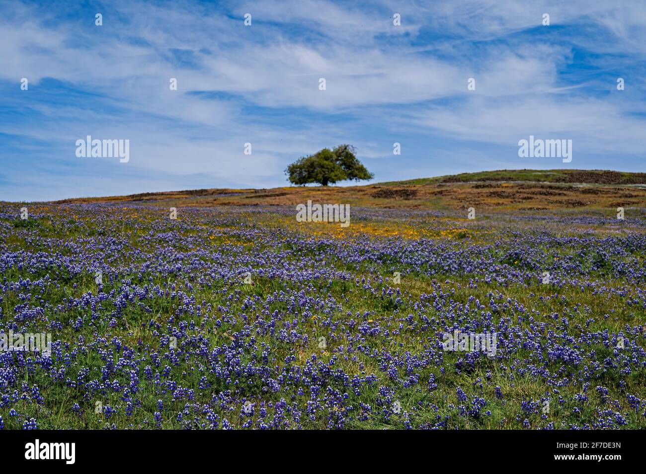 North Table Mountain Super Bloom, Oroville, California Stock Photo