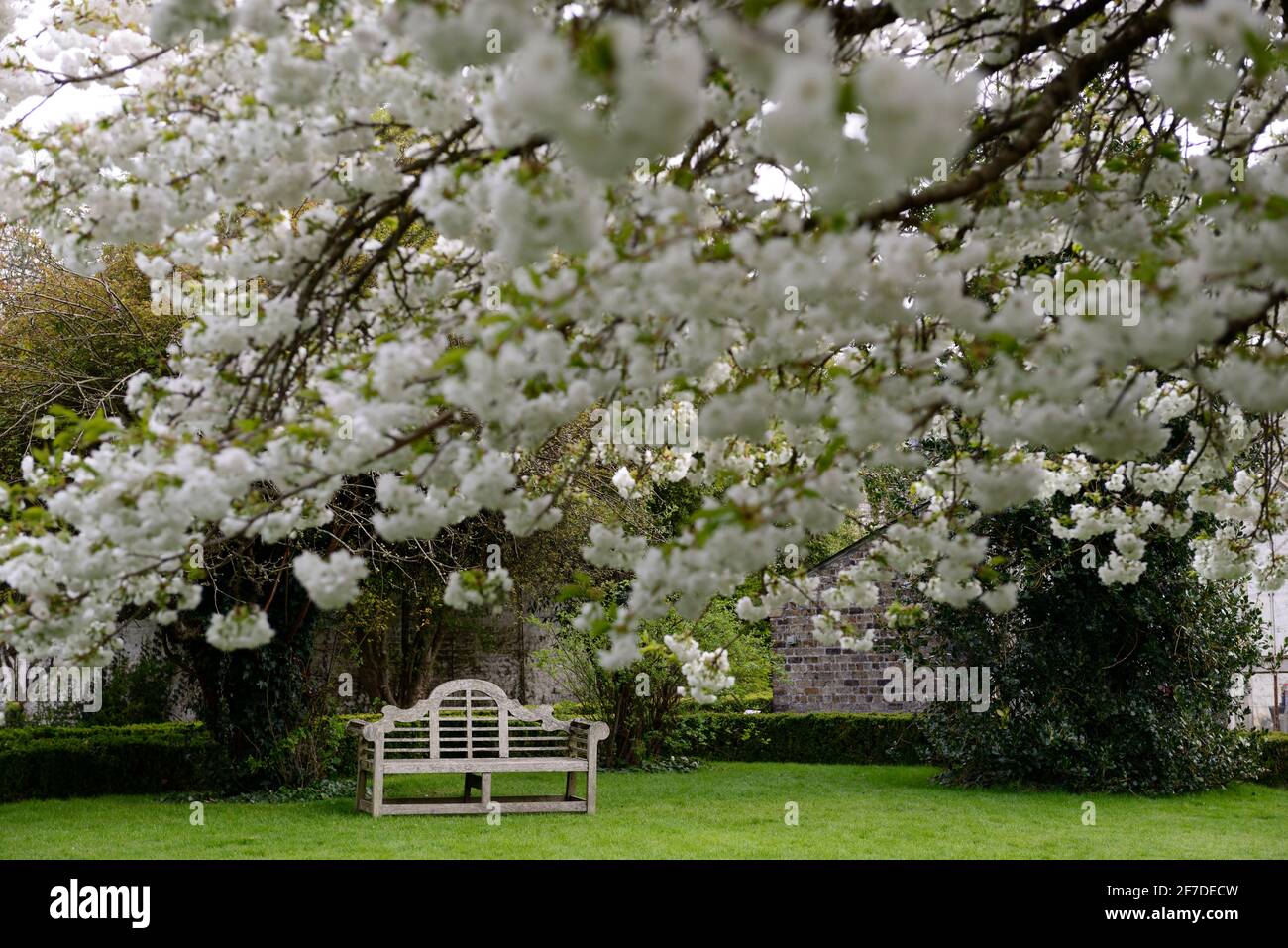 wooden seat,lutyens bench,seat,seating,garden feature,formal garden,Prunus shirotae,Mount Fuji Cherry, prunus mount fuji,flowering cherry,white,flower Stock Photo