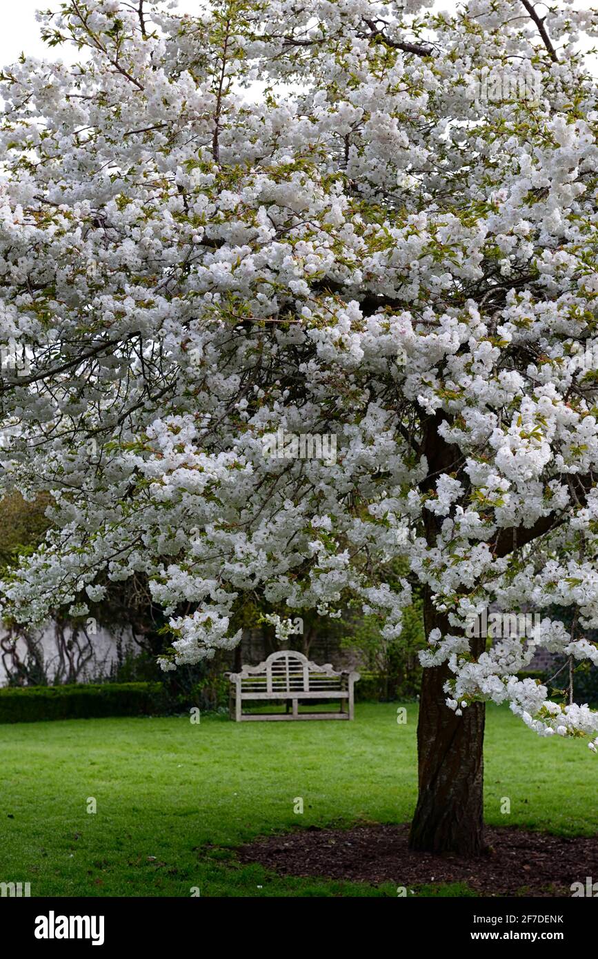 Prunus shirotae,Mount Fuji Cherry, prunus mount fuji,flowering cherry,white,flowers,blooms ,blossoms ,blossoming, tree,spring,RM Floral Stock Photo