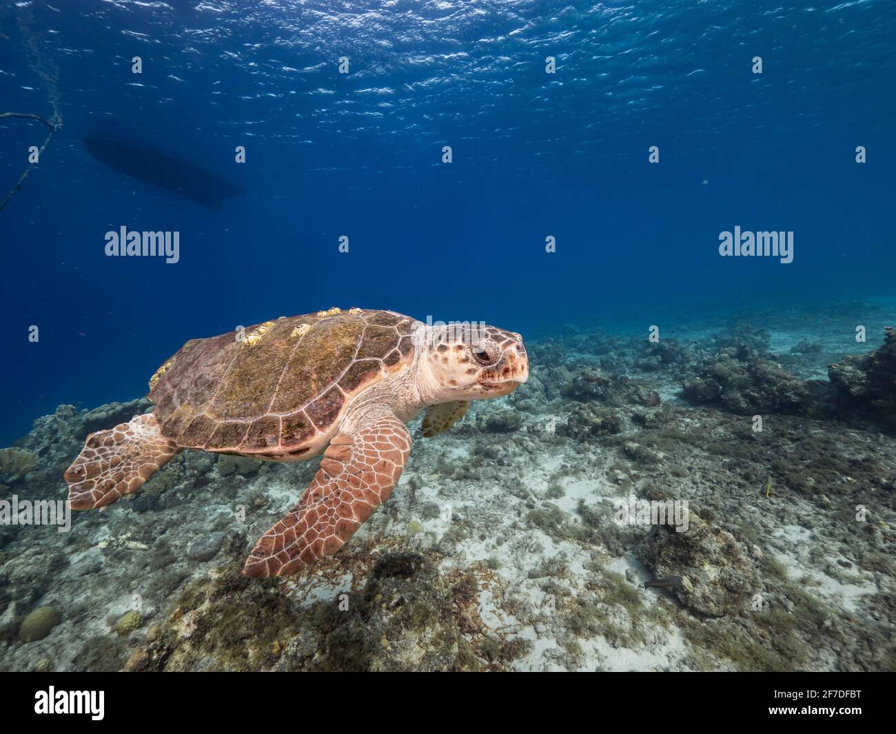 Loggerhead Sea Turtle in coral reef of Caribbean Sea, Curacao Stock Photo