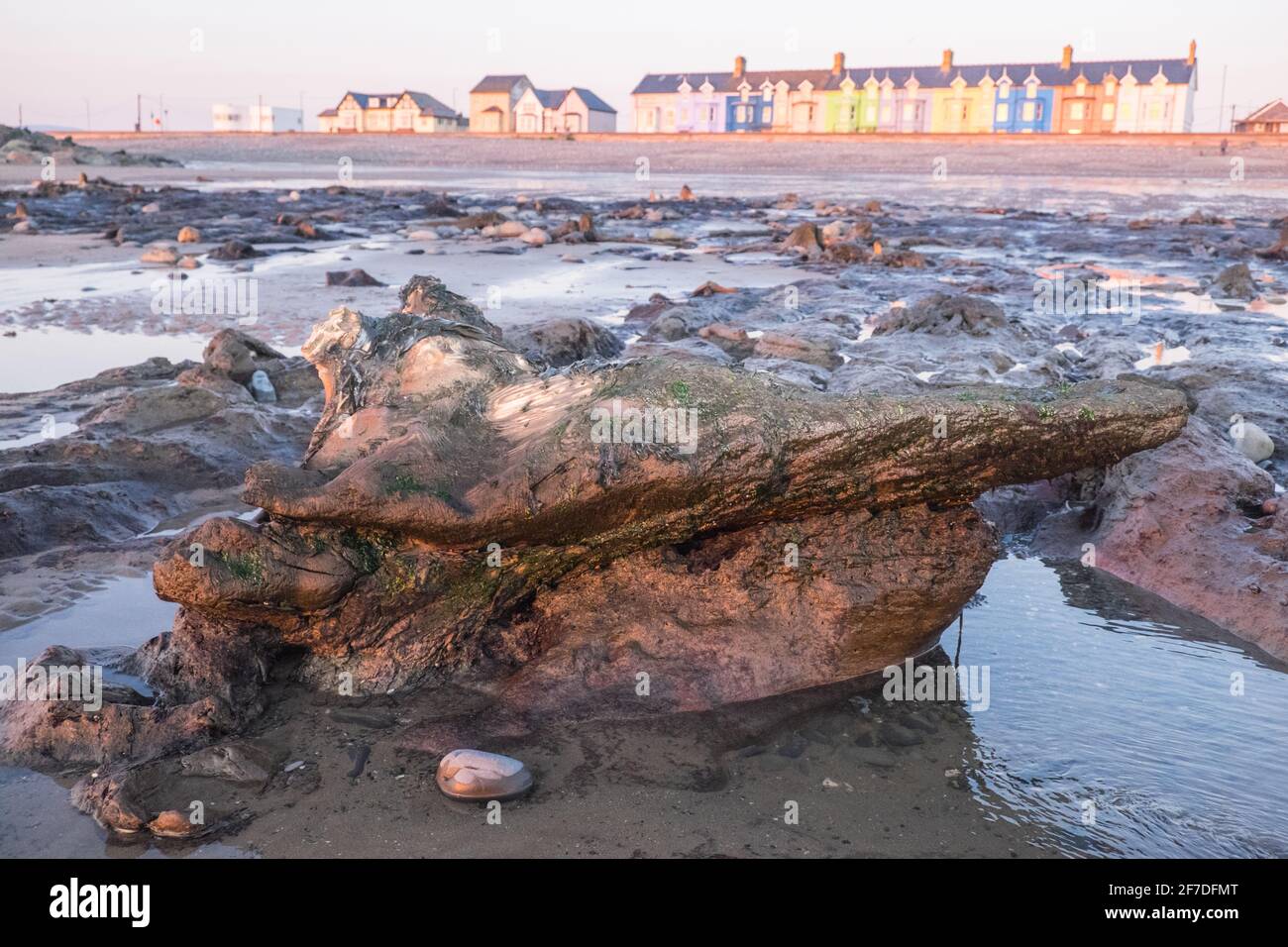 Borth,Submerged Forest,tree stumps,,at,sunset,sundown,Borth Beach,Borth,coastal,village,holiday,resort,north,of,Aberystwyth,on,Cardigan,Bay,coast,coastline,Ceredigion,Wales,Welsh,UK,GB,Great Britain,British,Europe,A prehistoric forest which was buried under water and sand more than 4,500 years ago can be seen at low tide. The petrified trees lie between Ynyslas and Borth in Ceredigion county,Mid,West Wales. Stock Photo
