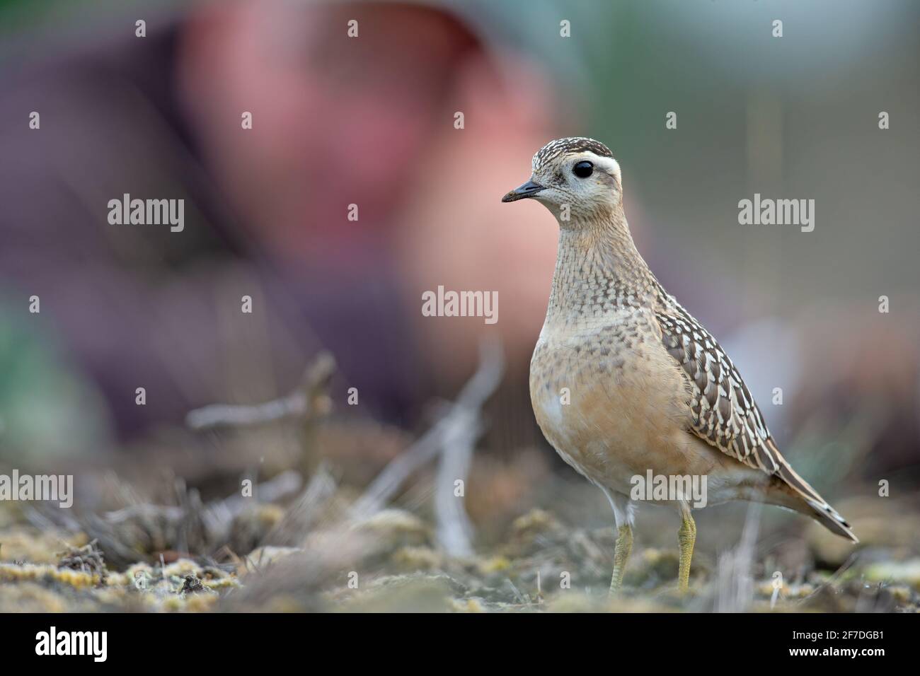A Eurasian dotterel (Charadrius morinellus) foraging through the heather of the Netherlands. Stock Photo